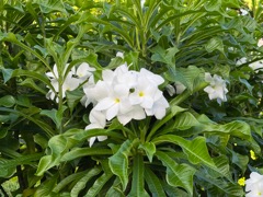 Bridal Bouquet Plumeria